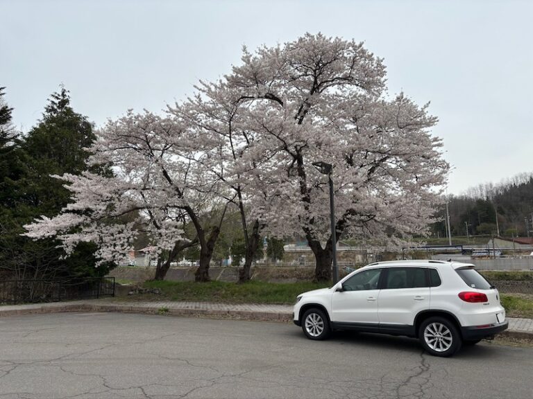 桜①