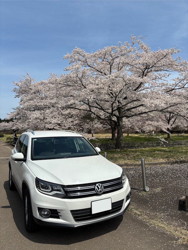 桜②